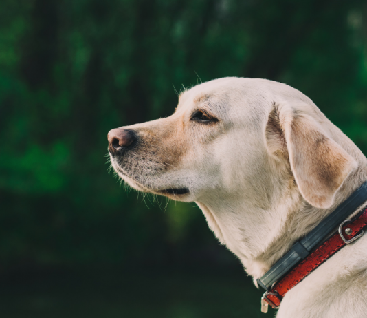 קולר נגד קרציות