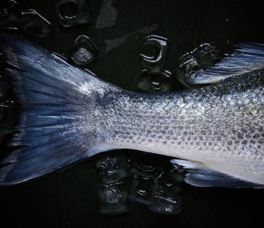 דג לחג כבר קנית? זה הזמן ללמוד מה אפשר לעשות איתו! דגים לשבת