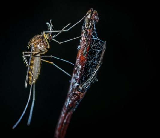 יש לכם ילדים קטנים בבית? מפחדים מעקיצות יתושים? בצדק! הנה כל מה שראוי שתדעו לפני שתצאו לקנות קוטל נגד יתושים