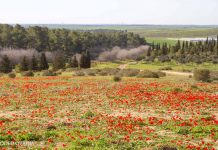 פסטיבל דרום אדום