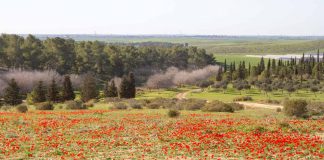 פסטיבל דרום אדום