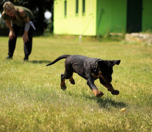 מאלף כלבים במרכז