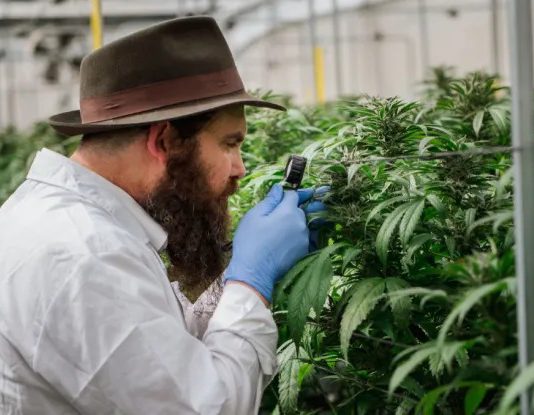 לראשונה: כשרות שמיטה מהדרין למוצרי קנאביס רפואי