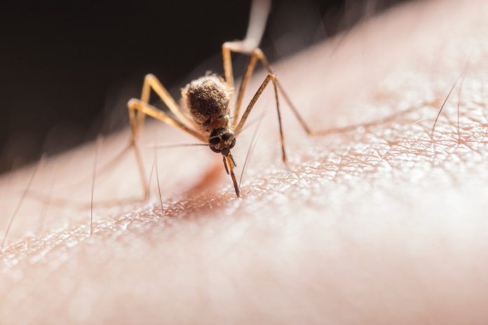 עקיצות יתושים