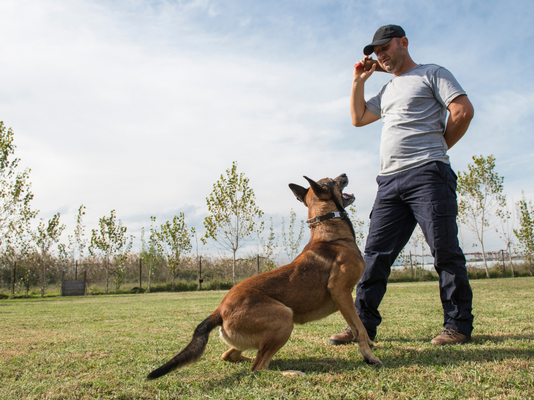 רוצים לדעת איך לאלף כלבים? כל הטיפים לאילוף כלבים