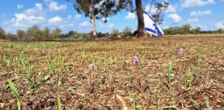 צמיחה חדשה בעוטף