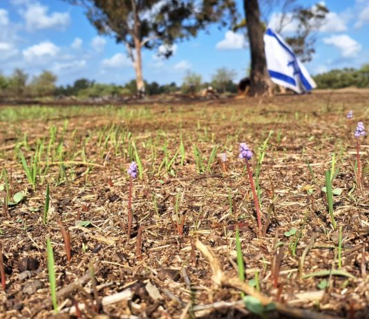 צמיחה חדשה בעוטף