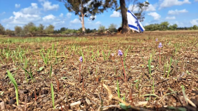 צמיחה חדשה בעוטף