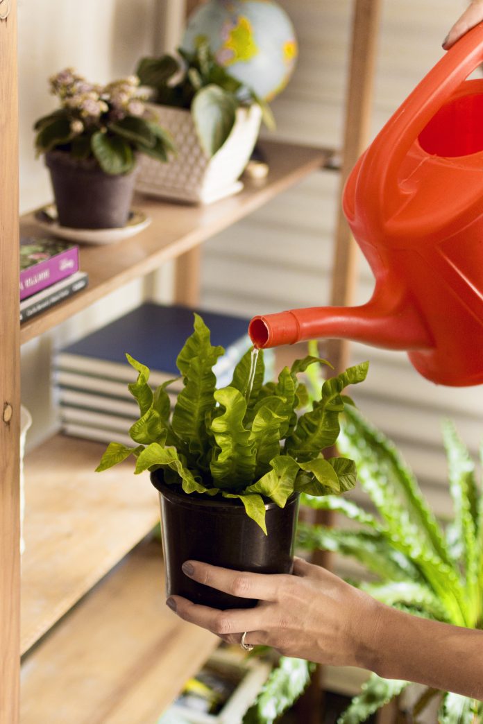 young-woman-watering-her-plants